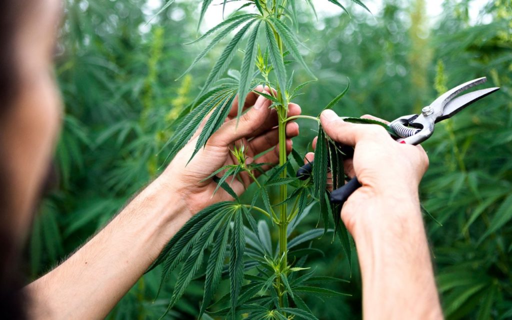 legal cannabis grower